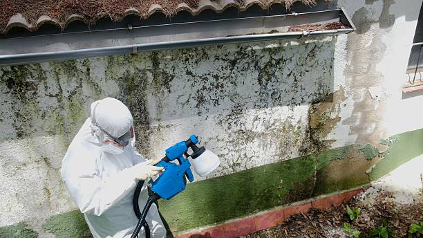 Trusted Mold Removal service in Roanoke, TX - Cheap Mold Removal